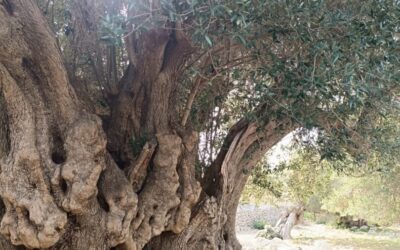 Terenska nastava – otok Pag